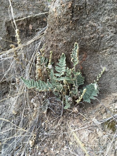 Myriopteris windhamii, photographed by Cecelia Alexander