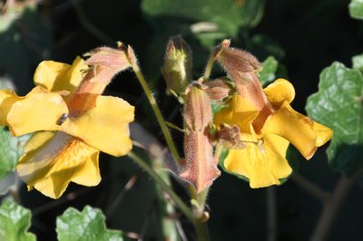 Proboscidea althaeifolia, photographed by Mike Ostrowski