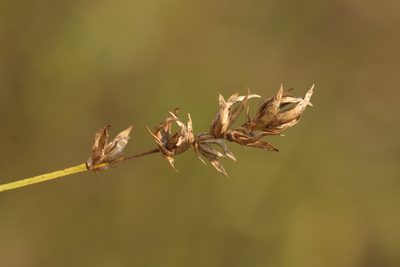 Carex spicata, photographed by Вячеслав Юсупов