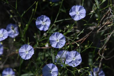 Evolvulus arizonicus, photographed by Mike Ostrowski