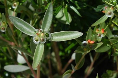 Portulaca umbraticola, photographed by Mike Ostrowski