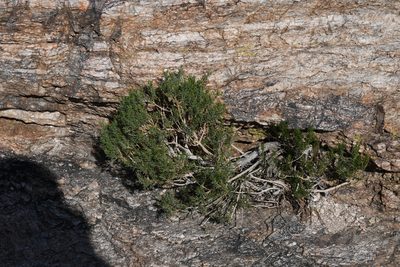 Ericameria laricifolia, photographed by Mike Ostrowski