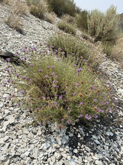 Monardella angustifolia, photographed by Matt Berger