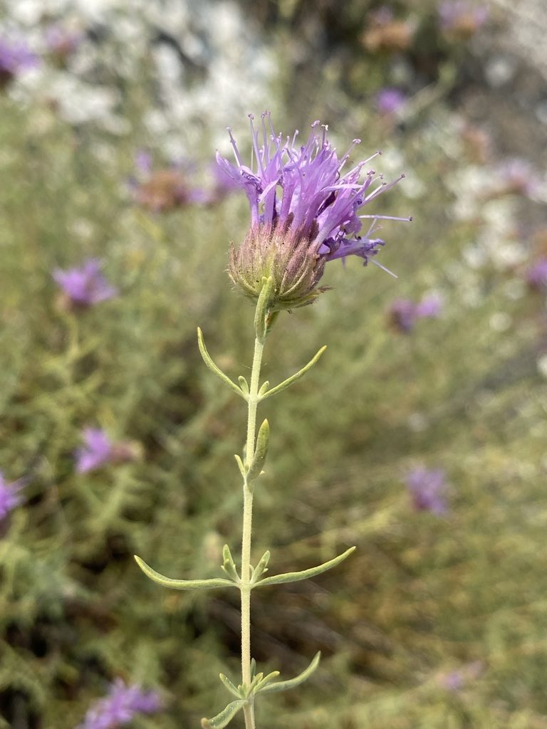 Monardella angustifolia, photographed by Matt Berger