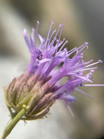 Monardella angustifolia, photographed by Matt Berger