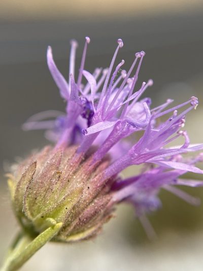 Monardella angustifolia, photographed by Matt Berger