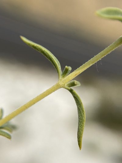 Monardella angustifolia, photographed by Matt Berger