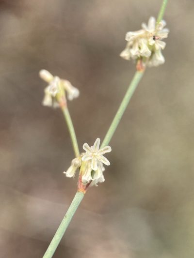 Eriogonum vimineum, photographed by Matt Berger