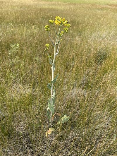 Senecio hydrophilus, photographed by Matt Berger
