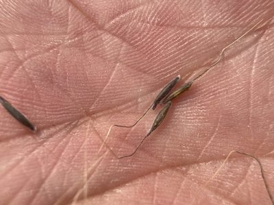 Eriocoma lemmonii, photographed by Matt Berger