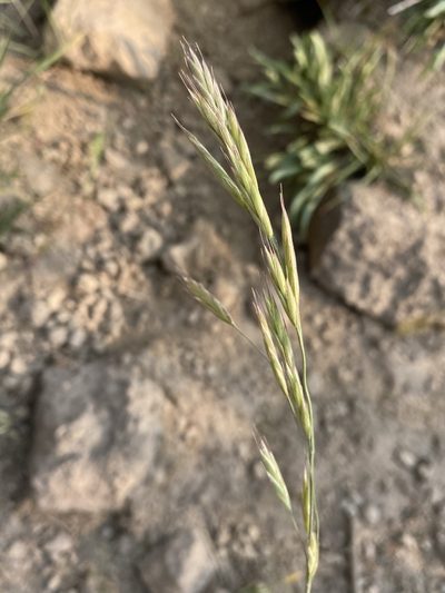 Bromus marginatus, photographed by Matt Berger
