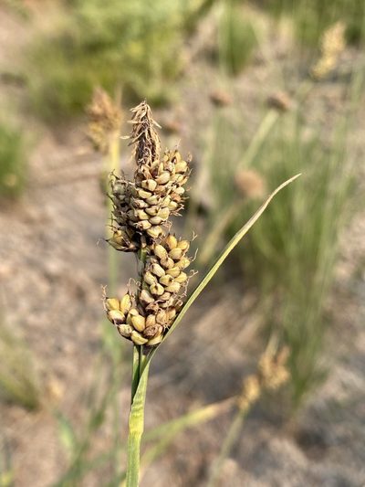 Carex raynoldsii, photographed by Matt Berger