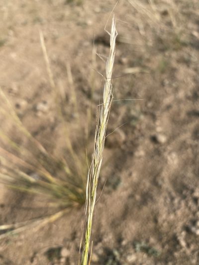 Eriocoma occidentalis, photographed by Matt Berger