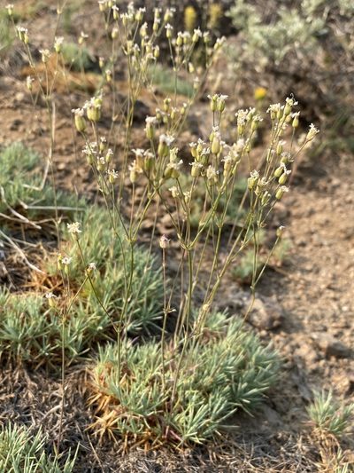 Eremogone aculeata, photographed by Matt Berger