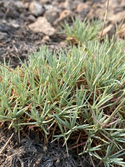 Eremogone aculeata, photographed by Matt Berger