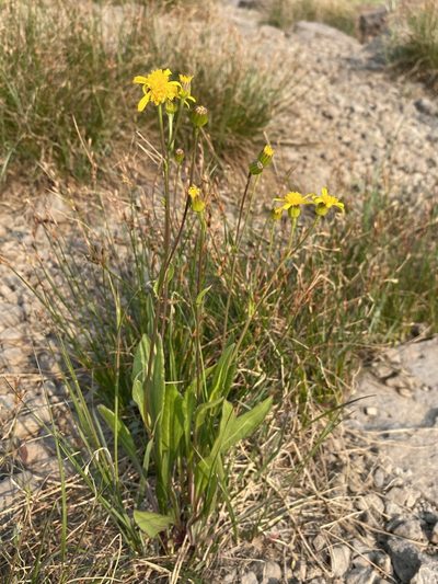 Senecio crassulus, photographed by Matt Berger