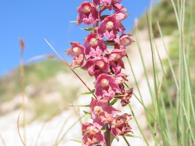 Epipactis atrorubens, photographed by Emanuele Santarelli