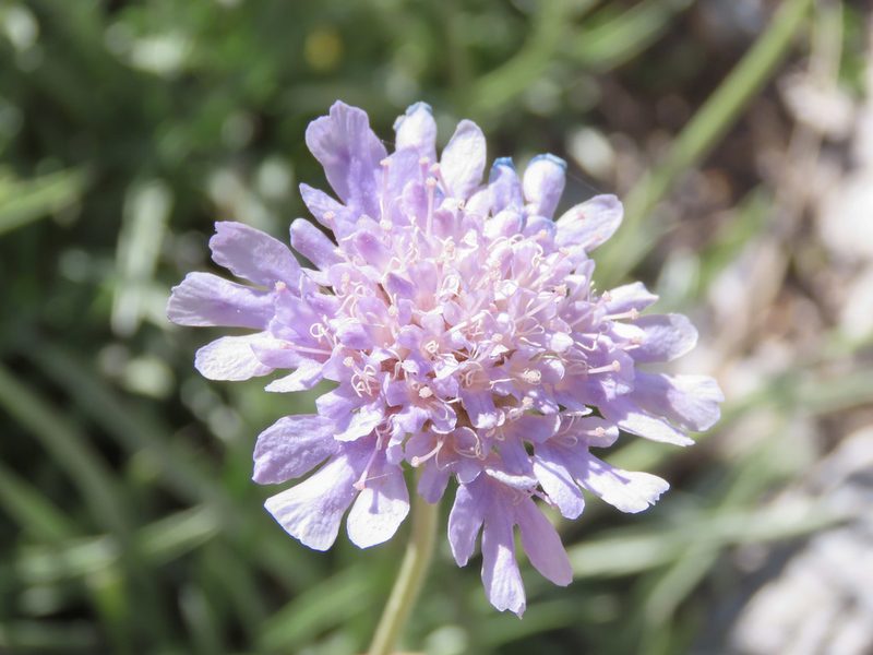 Lomelosia graminifolia, photographed by Emanuele Santarelli