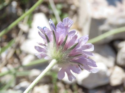 Lomelosia graminifolia, photographed by Emanuele Santarelli