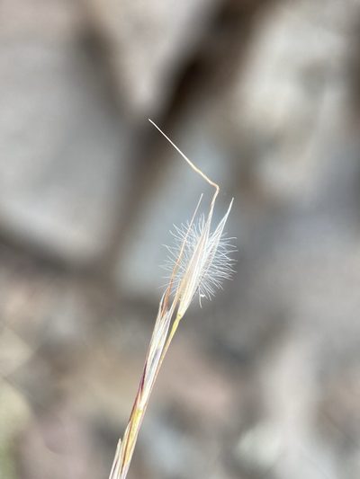 Eriocoma pinetorum, photographed by Matt Berger