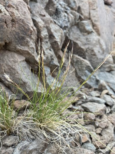 Eriocoma pinetorum, photographed by Matt Berger