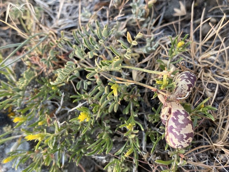 Astragalus whitneyi, photographed by Matt Berger