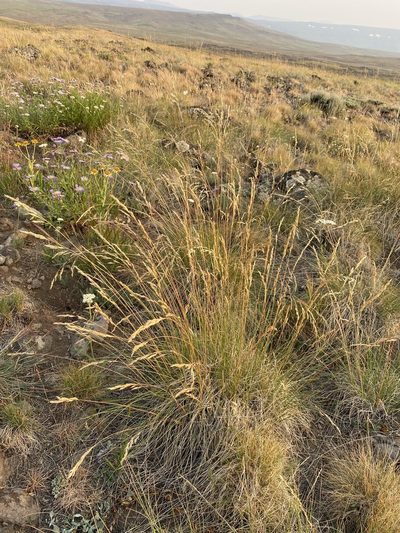 Festuca campestris, photographed by Matt Berger
