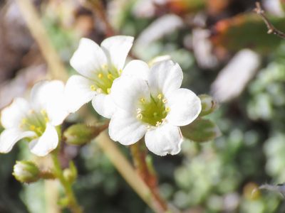 Saxifraga caesia, photographed by Emanuele Santarelli