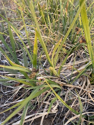 Carex raynoldsii, photographed by Matt Berger