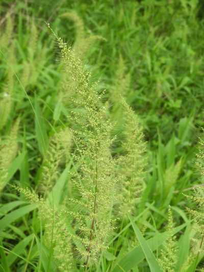 Setaria liebmannii, photographed by Francisco Farriols Sarabia