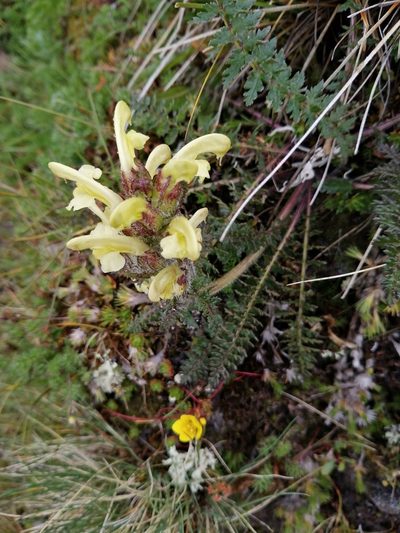 Pedicularis sibthorpii, photographed by Nevlyutov Marat
