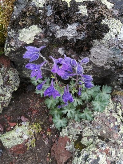 Delphinium caucasicum, photographed by Nevlyutov Marat
