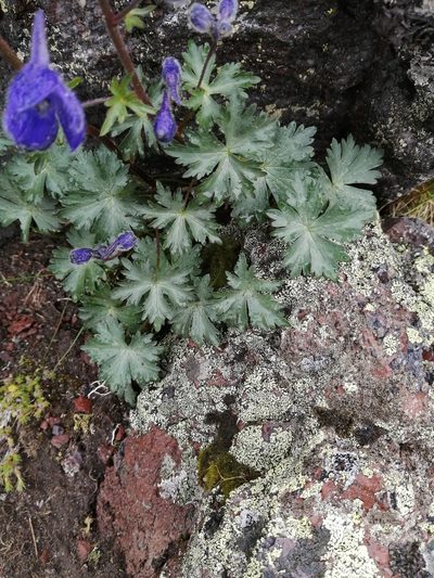 Delphinium caucasicum, photographed by Nevlyutov Marat
