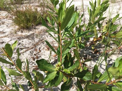 Stillingia sylvatica, photographed by Darren Oh