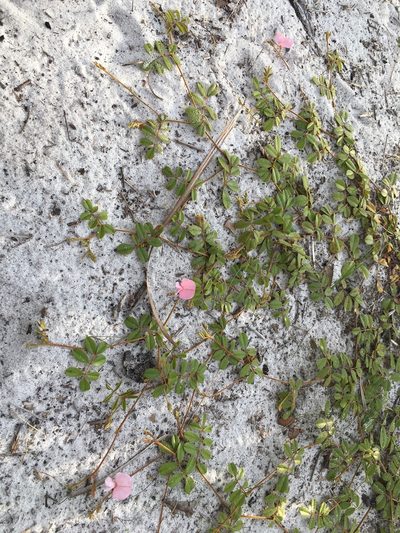 Tephrosia mysteriosa, photographed by Darren Oh