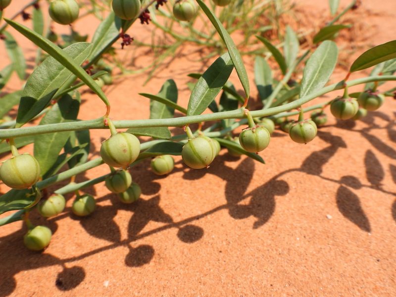 Phyllanthus warnockii, photographed by Bob Nieman