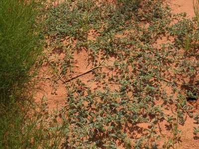 Dalea lanata, photographed by Bob Nieman