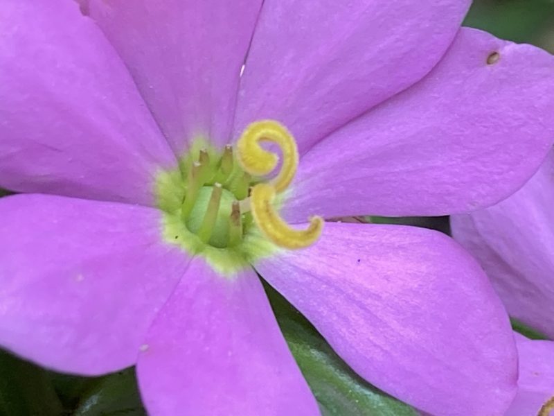 Sabatia capitata, photographed by Hill Craddock