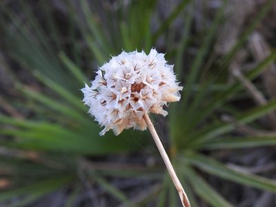 Armeria macrophylla, photographed by Duarte Frade