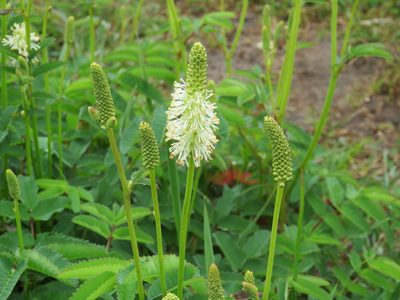 Sanguisorba canadensis, photographed by Renee MacQuarrie