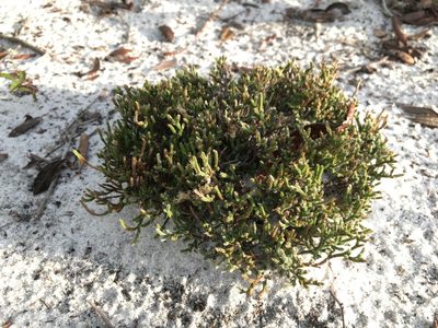 Selaginella arenicola, photographed by Darren Oh