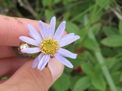 Oclemena nemoralis, photographed by Renee MacQuarrie