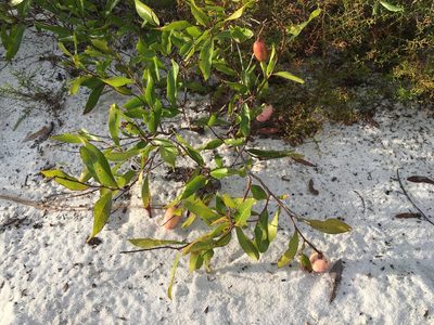 Geobalanus oblongifolius, photographed by Darren Oh