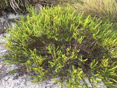Hypericum tenuifolium, photographed by Darren Oh