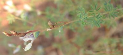 Dalea enneandra, photographed by saltyhiker
