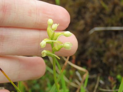 Platanthera clavellata, photographed by Renee MacQuarrie