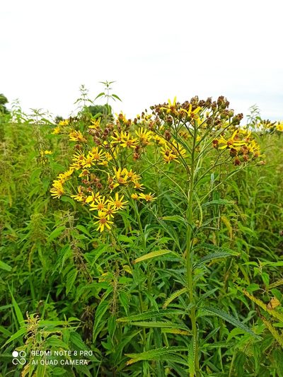 Jacobaea paludosa, photographed by Radosław Puchałka