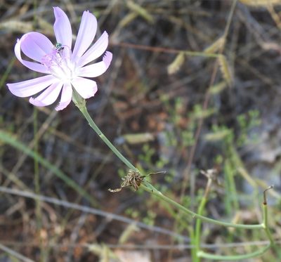 Lygodesmia texana, photographed by saltyhiker