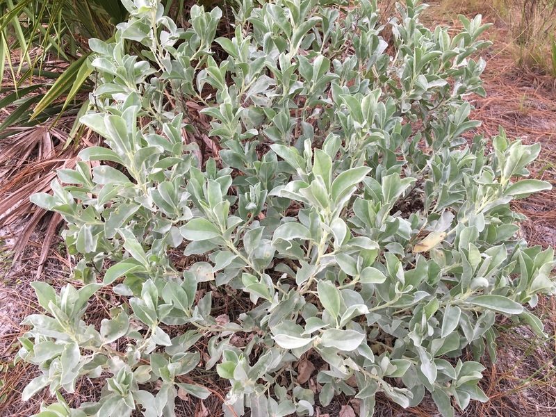 Lupinus cumulicola, photographed by Darren Oh