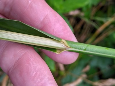 Glyceria maxima, photographed by Piermario Maculan